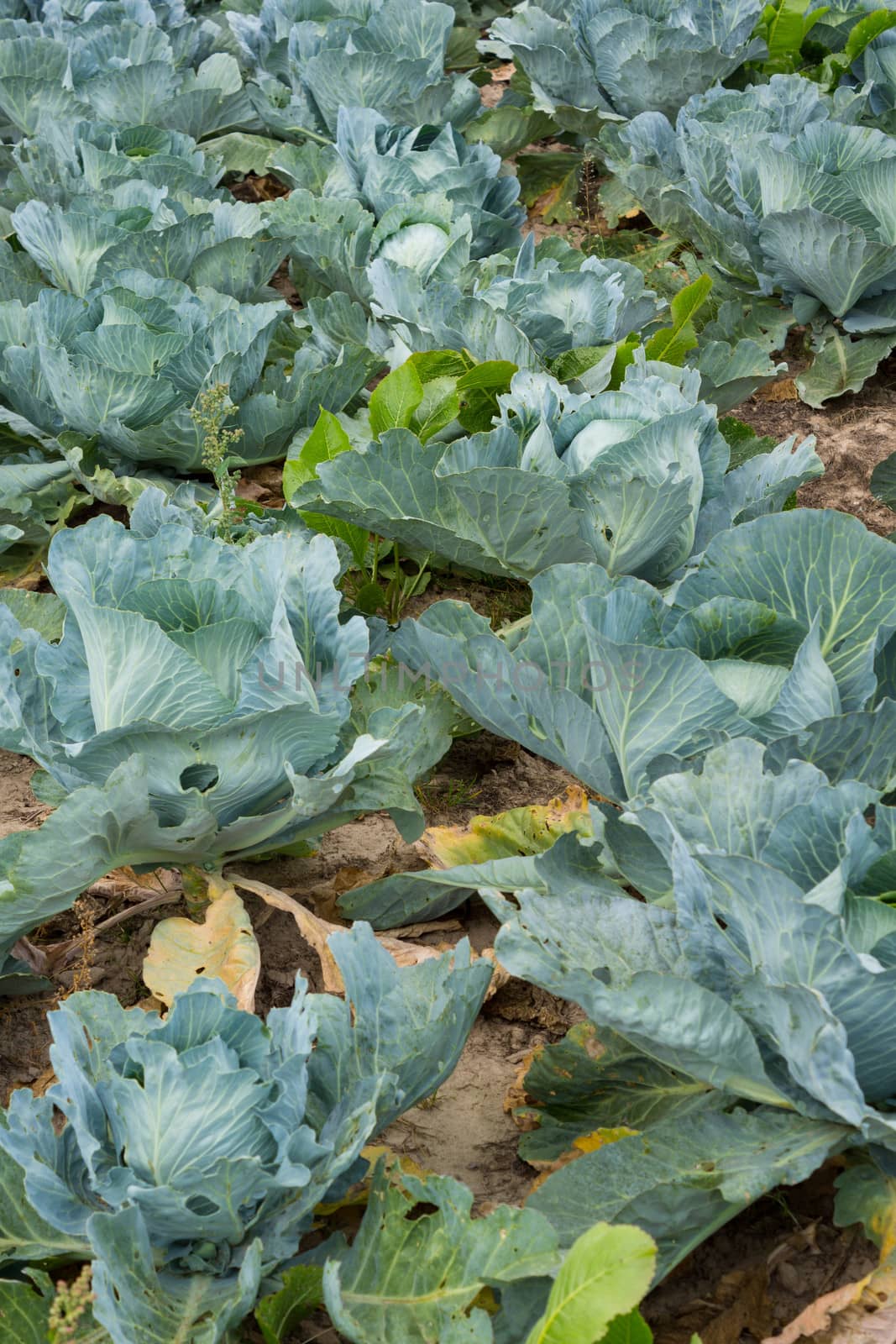 healthy and fresh cabbage growing on the field