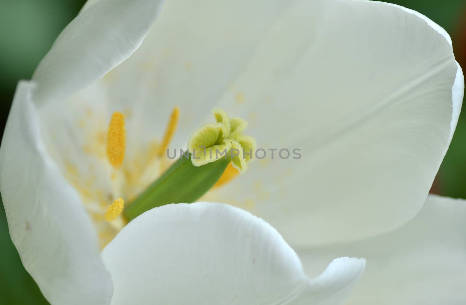 White tulip macro photo.