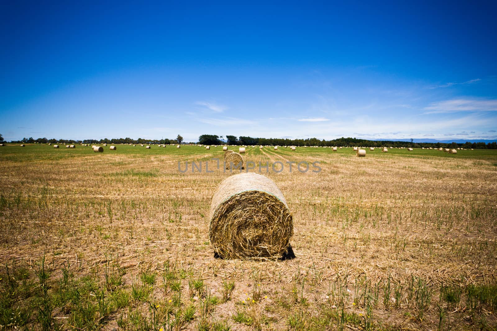Round hay bale in a freshly cut and raked agricultural field with a flock of sheep grazing in the distance