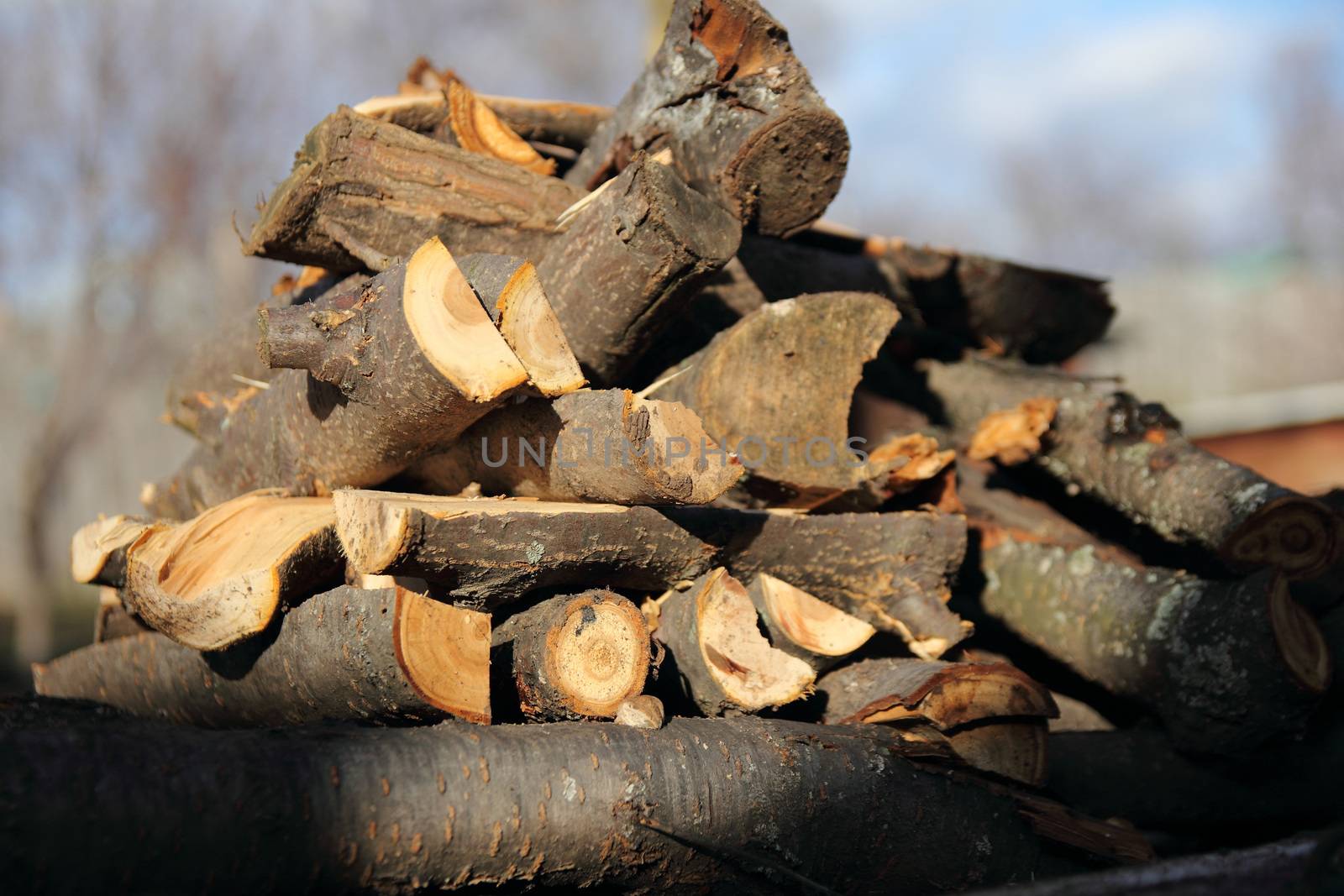 big bundle of firewood for the campfire