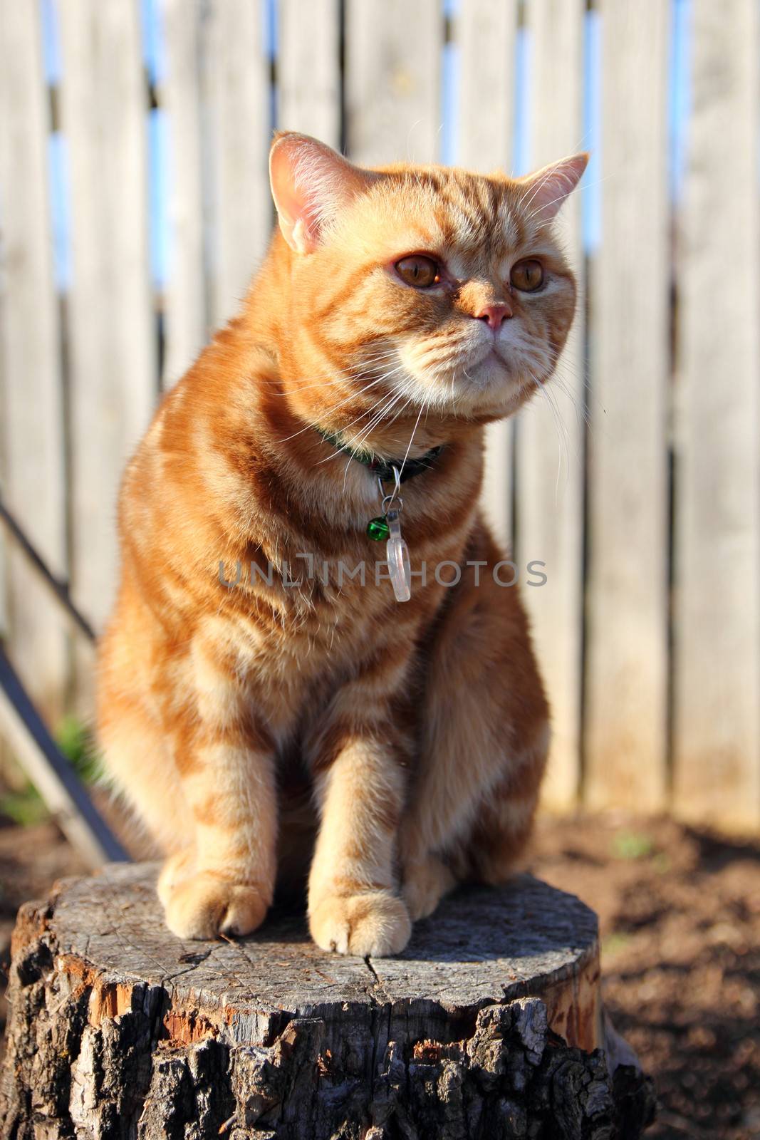 cat wearing a collar sitting on a tree stump