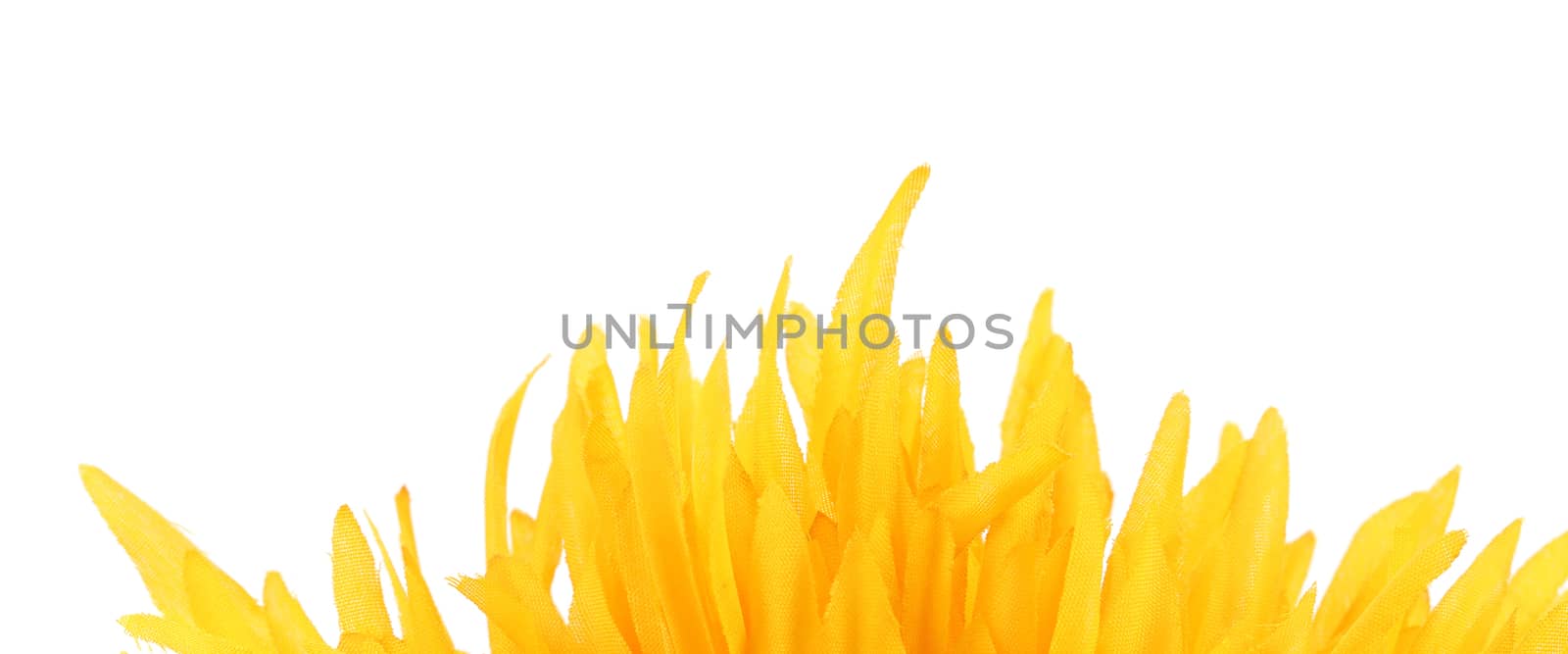 Close up of yellow flower petals. Whole background.
