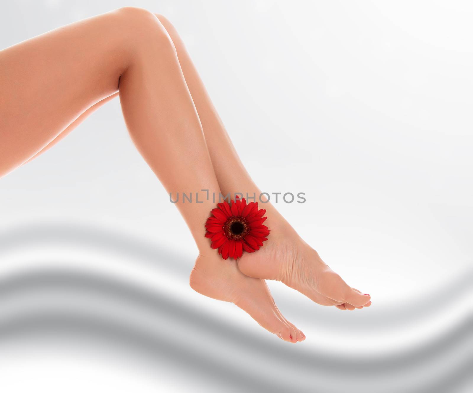 Female legs with red gerbera flower on grey blurred background by Nobilior