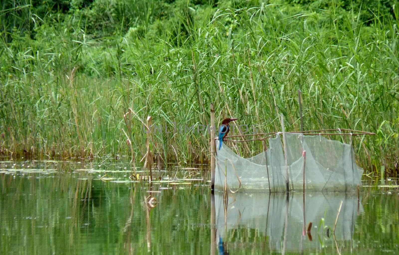 Bird On Fishnet On Peaceful Tam Coc River In Vietnam