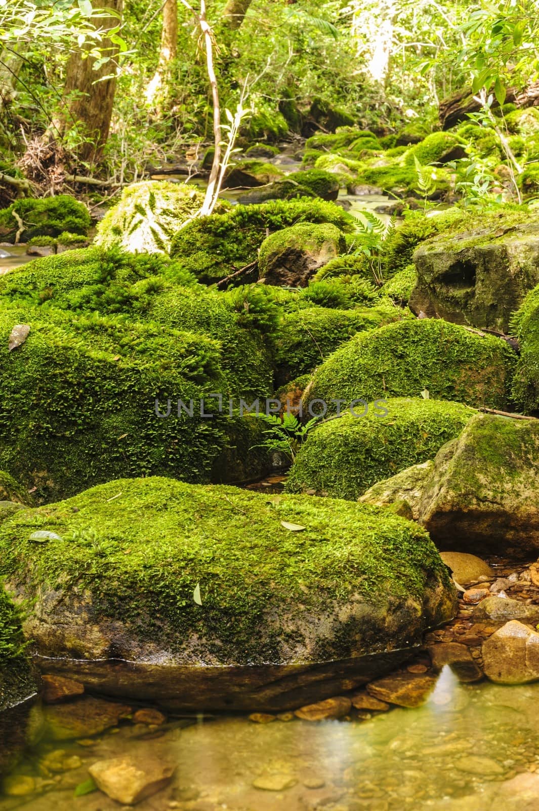 Moss covered rocks near waterfall in in  a green wild tropical forest.