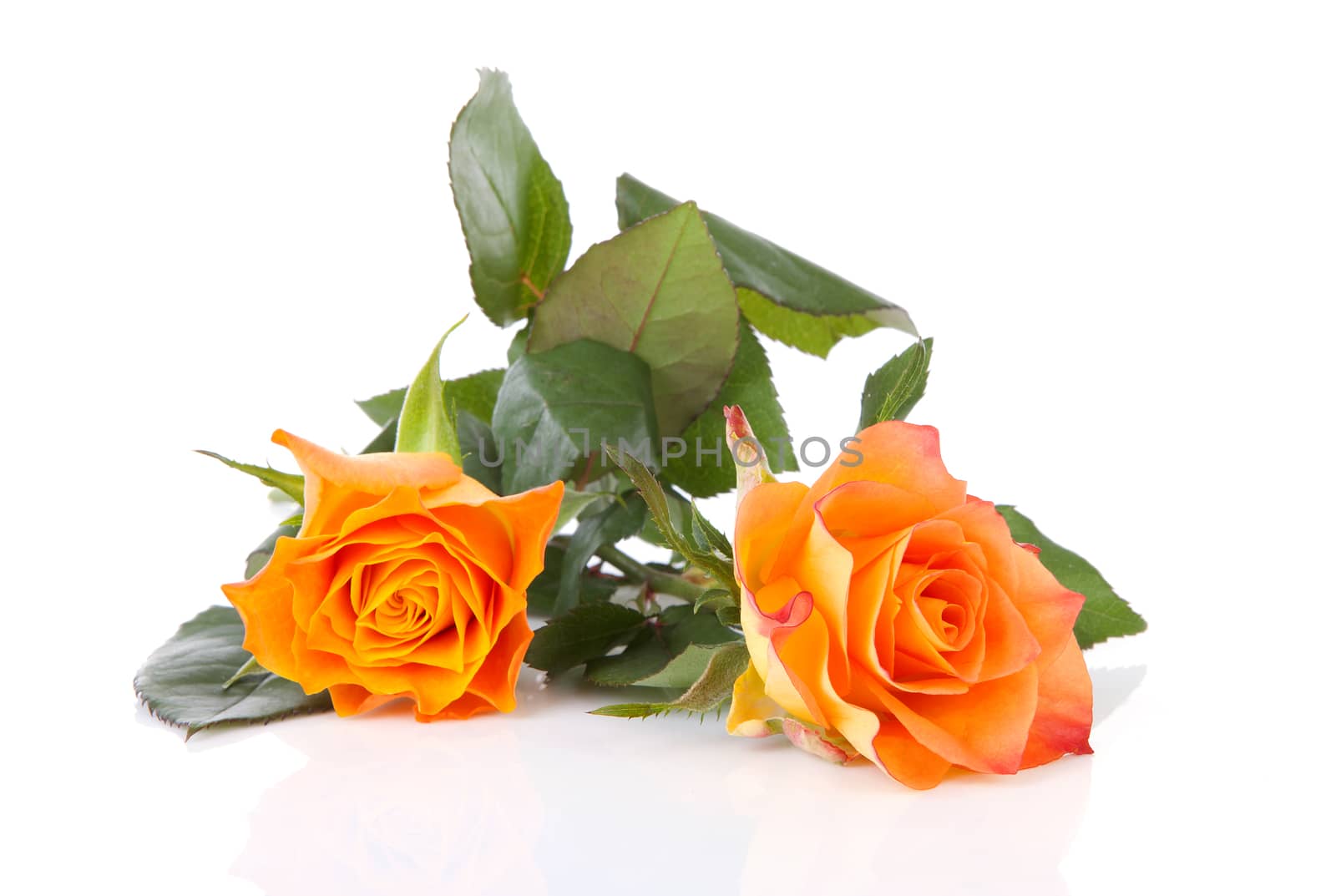 Two orange roses over white background by sannie32