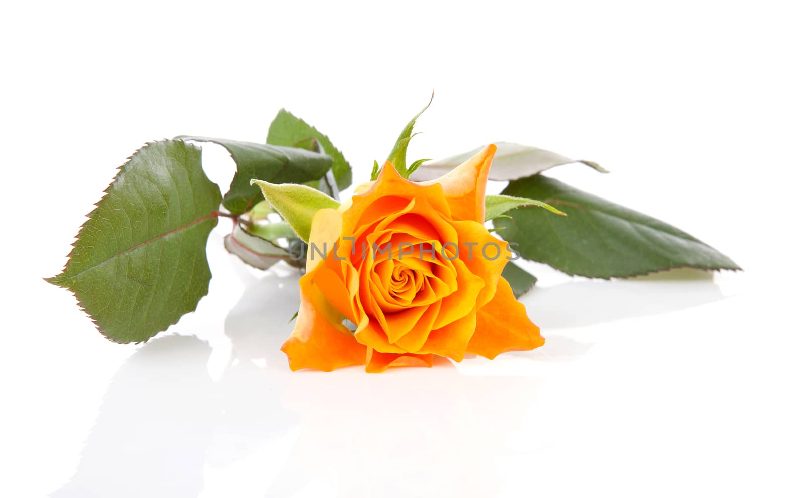 One orange roses over white background by sannie32