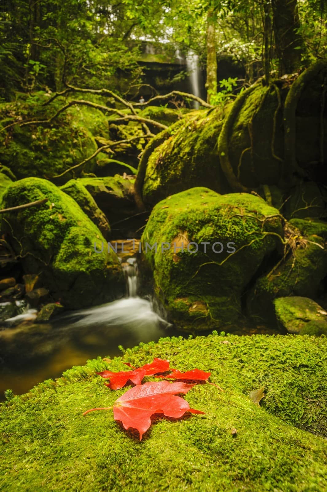 Maple leaf on moss covered rocks near wallterfall in rains fores by ngungfoto