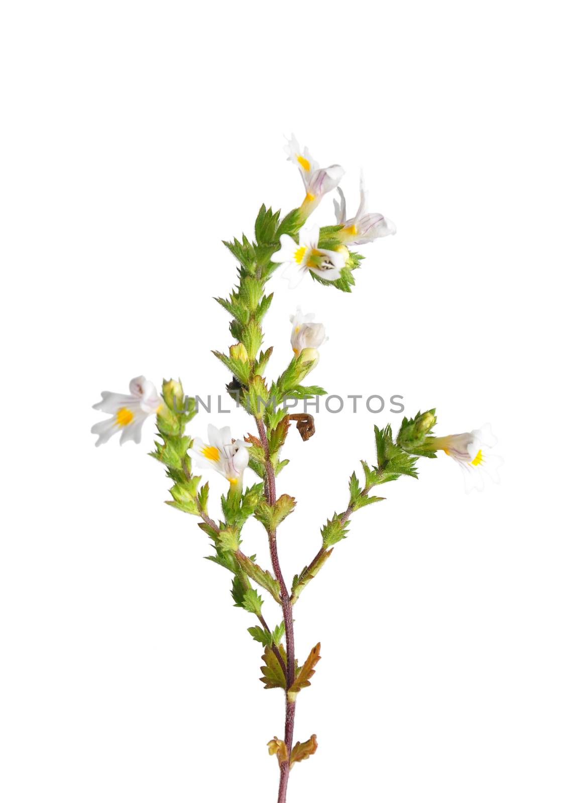 Eyebright (Euphrasia officinalis)