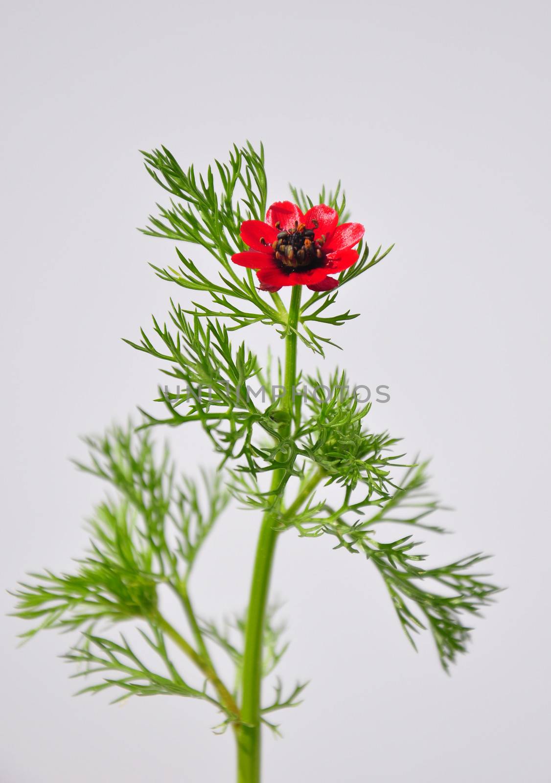 Pheasant's eye (Adonis flammea) by rbiedermann