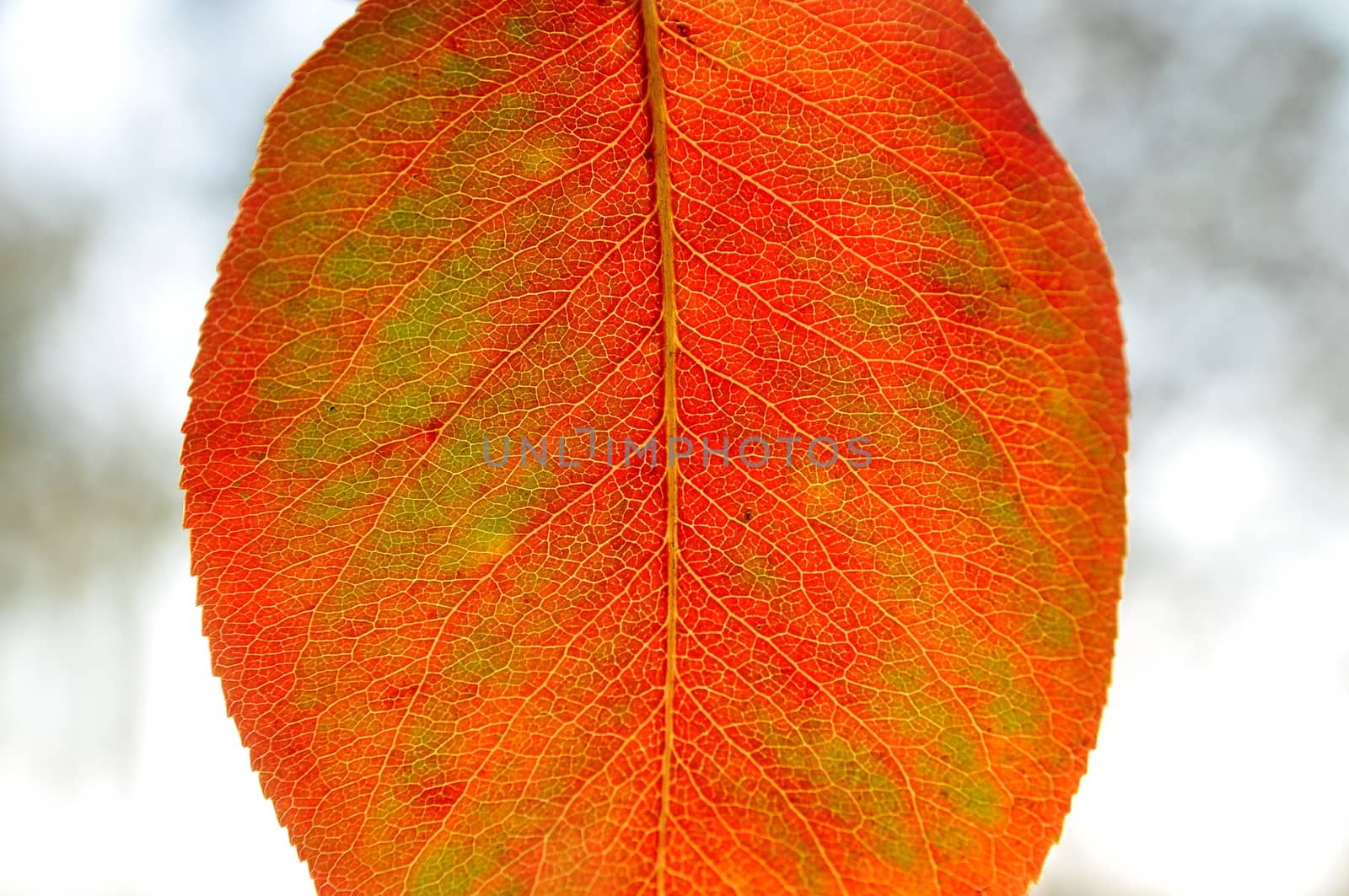 Sun shines trough an autumn leaf