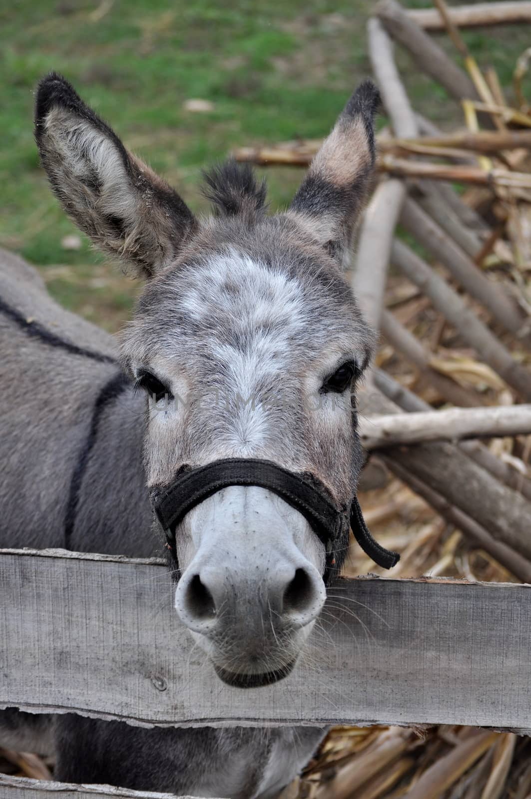 Donkey