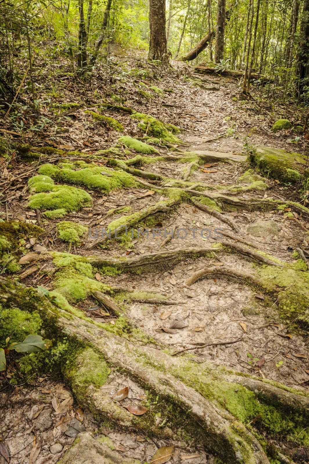 Ecological nature trail in  a green wild tropical forest.