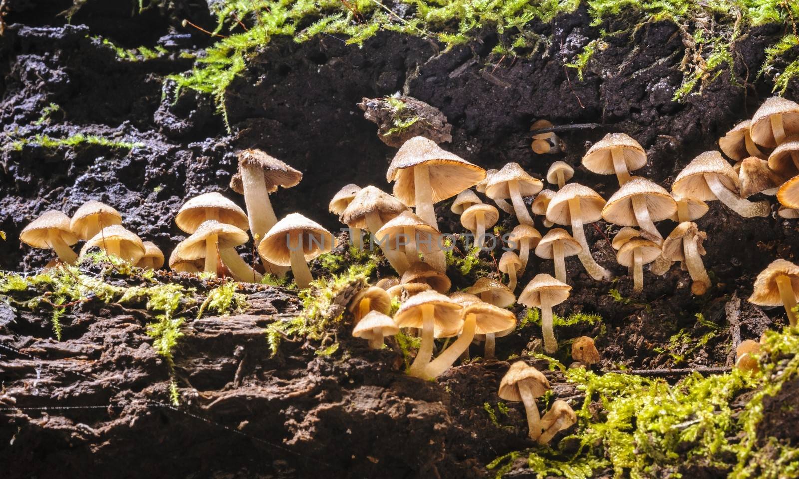 Small mushrooms in rain forest. by ngungfoto