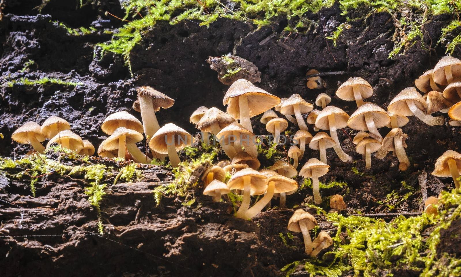 Small mushrooms in rain forest, Thailand.