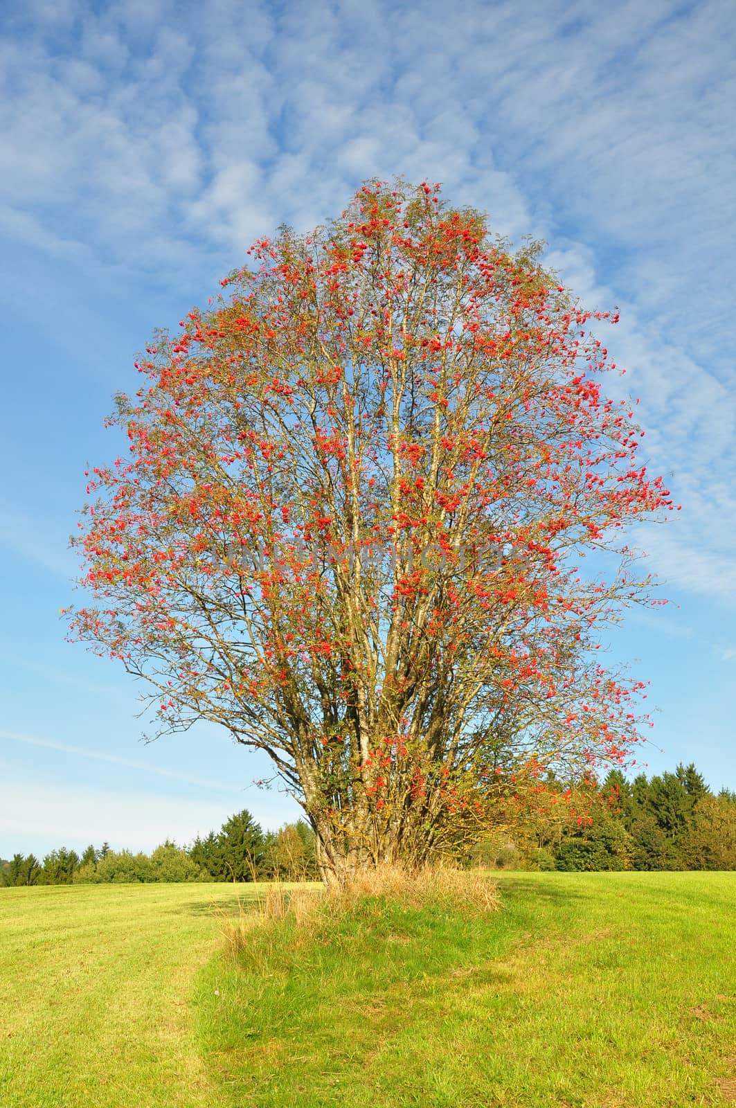 Rowan (Sorbus aucuparia) by rbiedermann