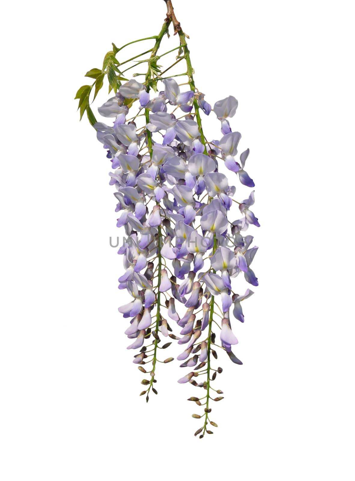 Chinese wisteria (Wisteria sinensis) by rbiedermann