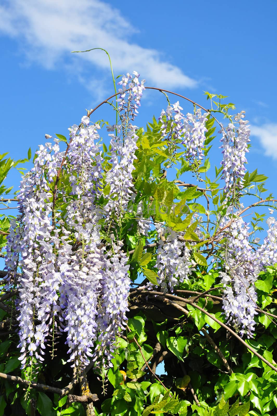 Chinese wisteria (Wisteria sinensis) by rbiedermann