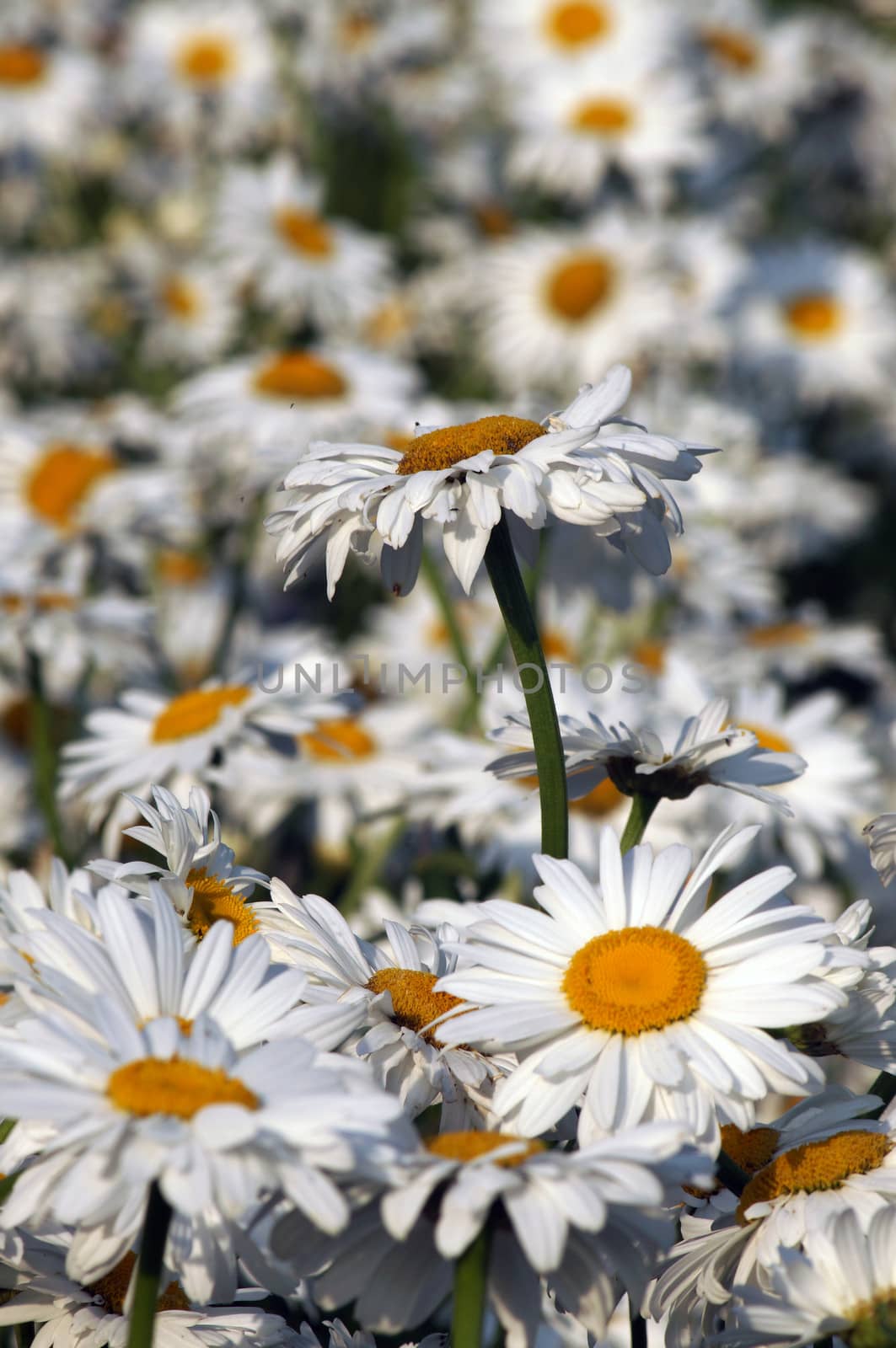 Large camomile closeup