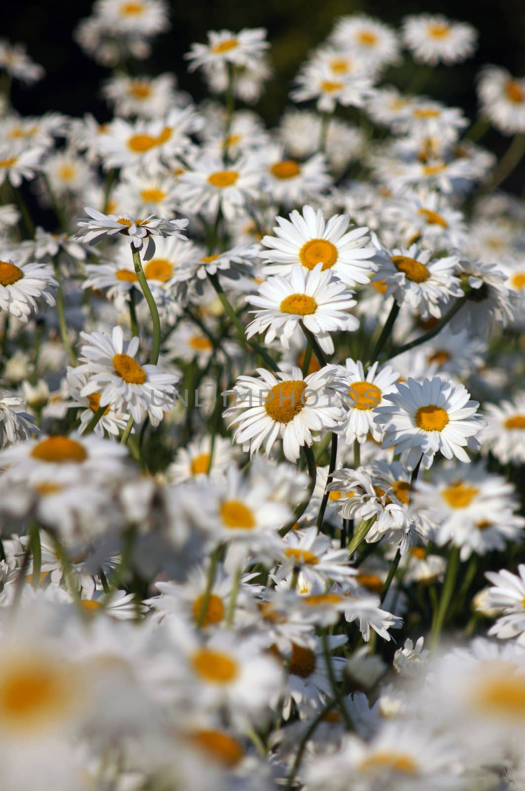 Large camomile closeup