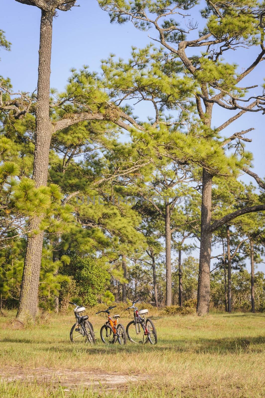 Three bicycles parked in a meadow by ngungfoto