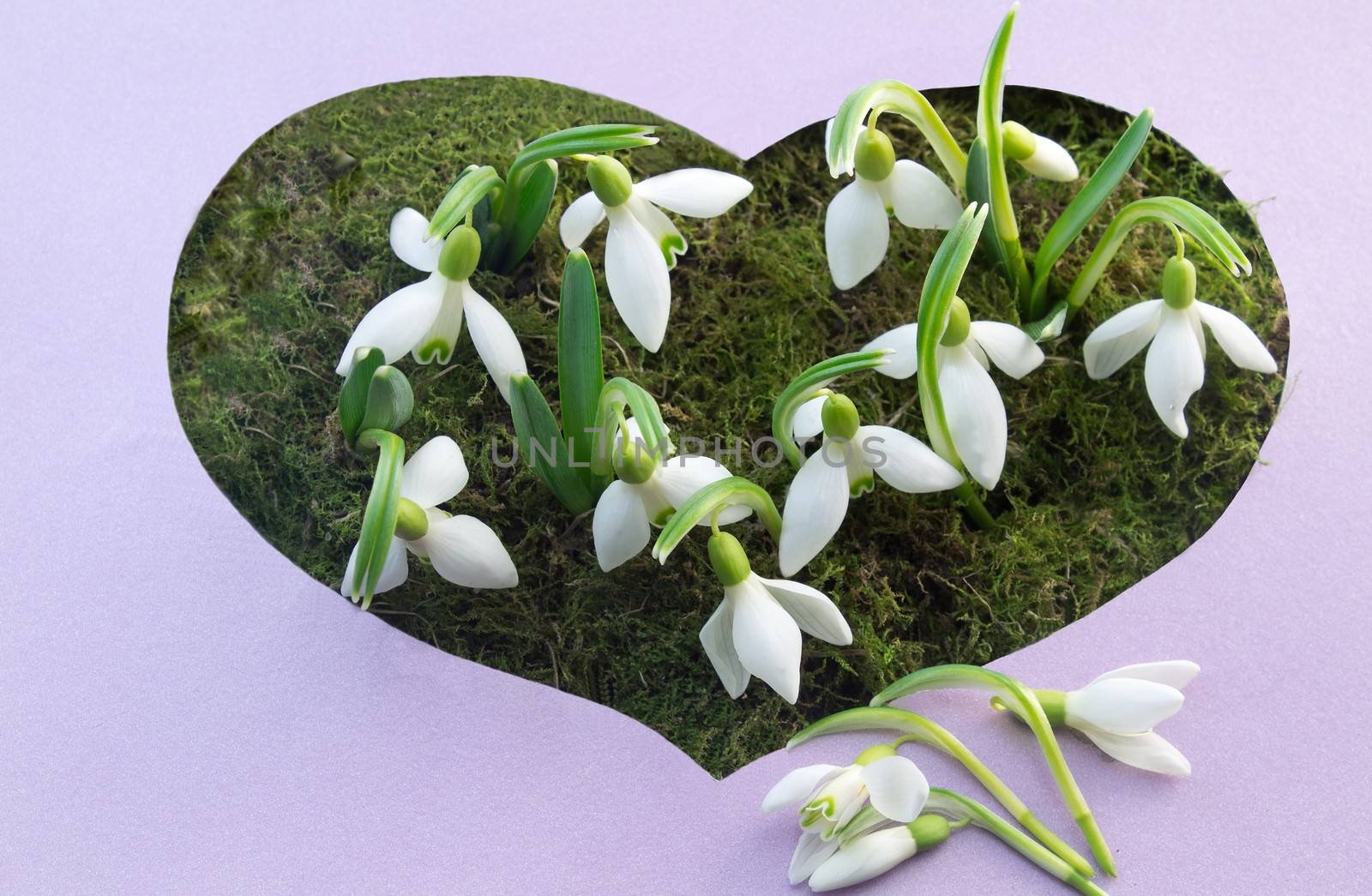 The first flowers - snowdrops on the background of green moss by georgina198