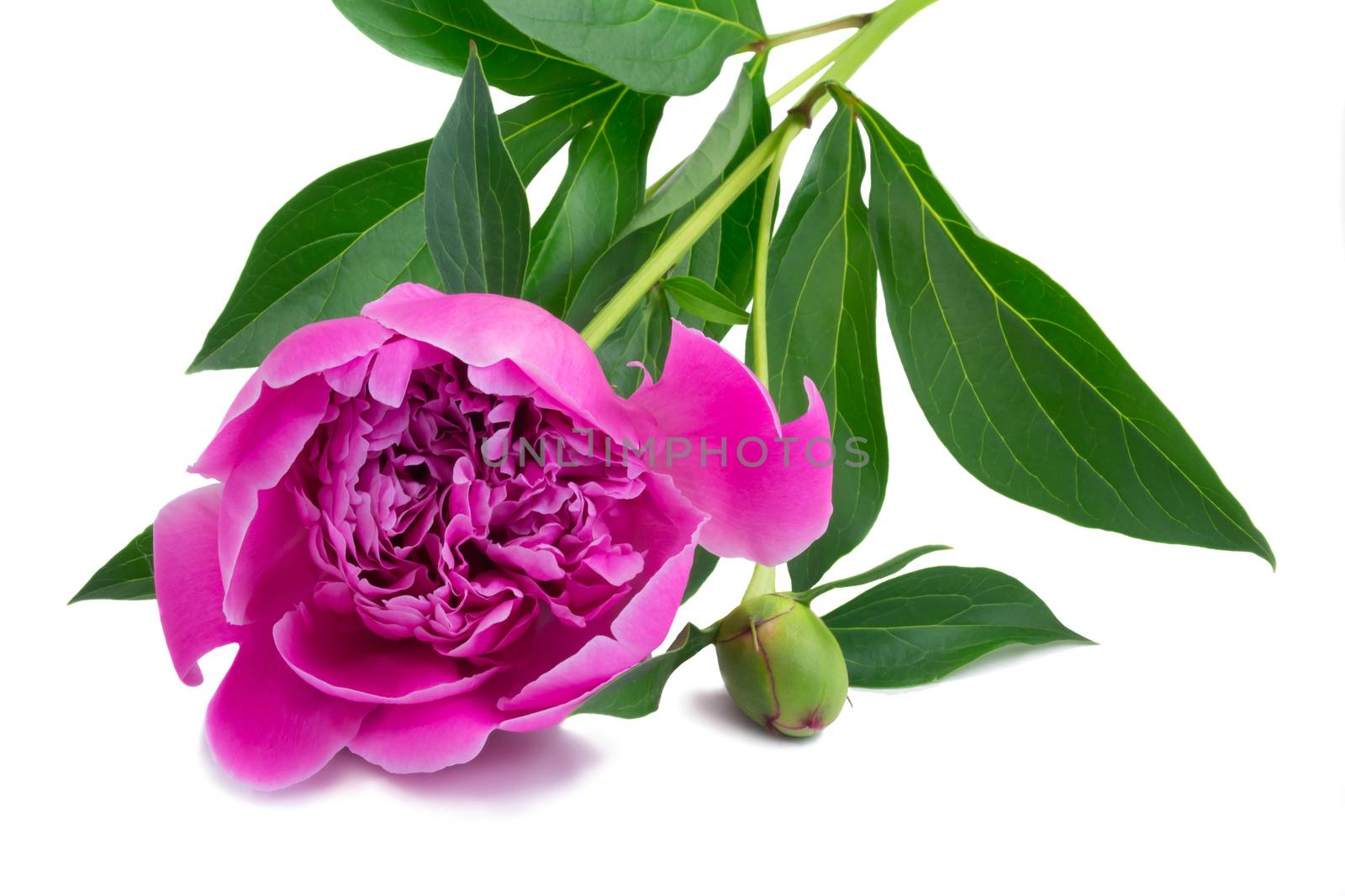 Flowers and flower buds of peonies at white background. by georgina198