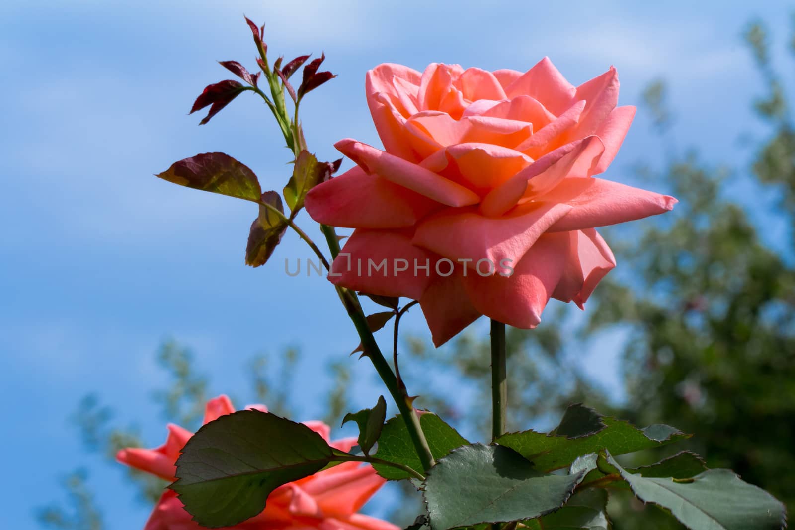 Hot pink largest flower garden rose photographed on the background of blue sky.