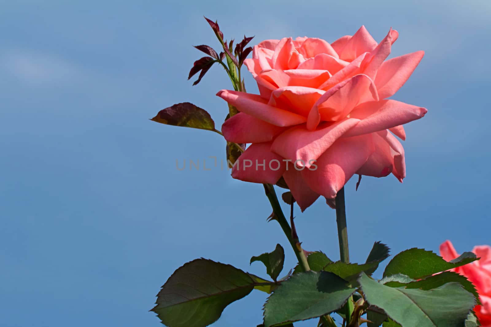 Beautiful blossoming rose against the blue sky. by georgina198
