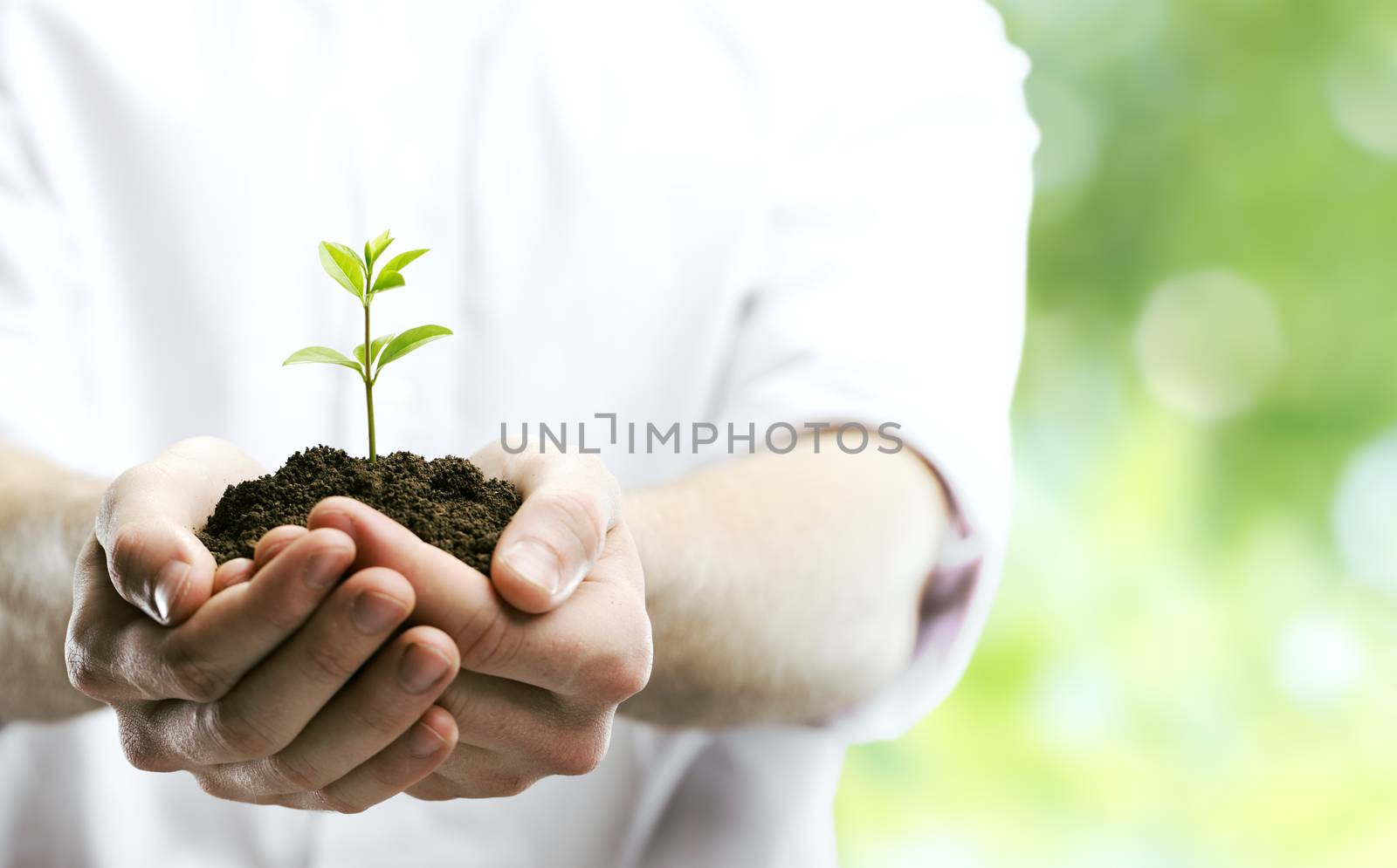 Male hands holding seedling in mound of dirt 