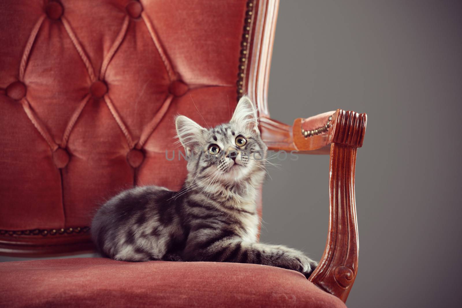 Kitten relaxing on a baroque armchair by stokkete