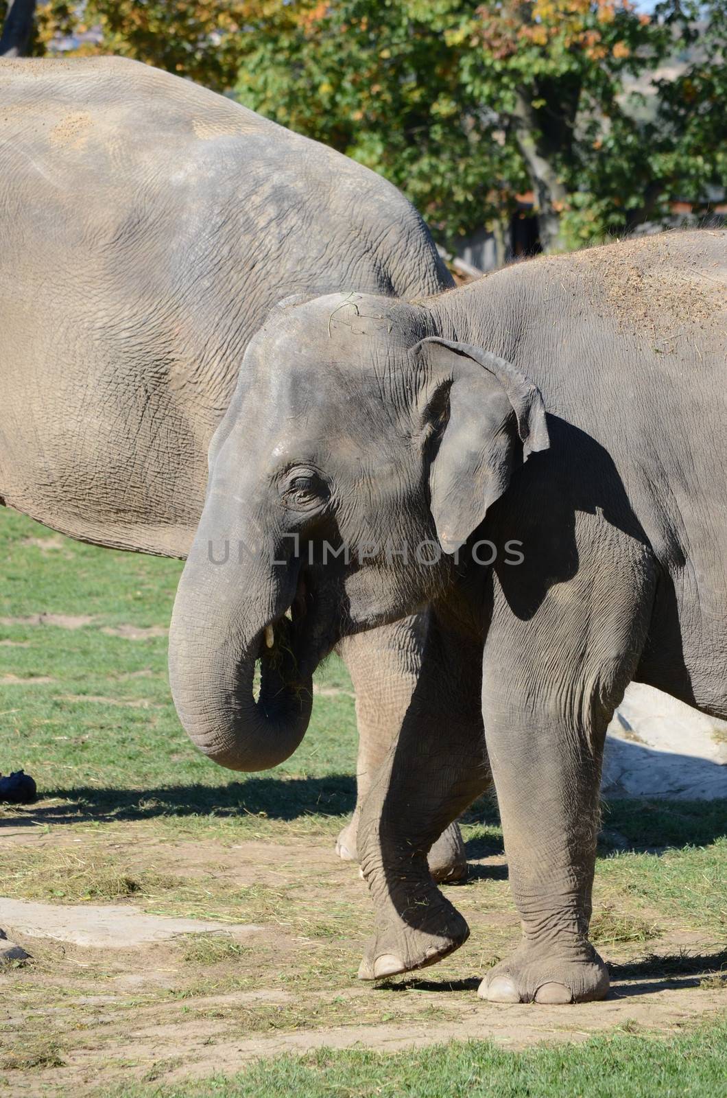 elephants by sarkao