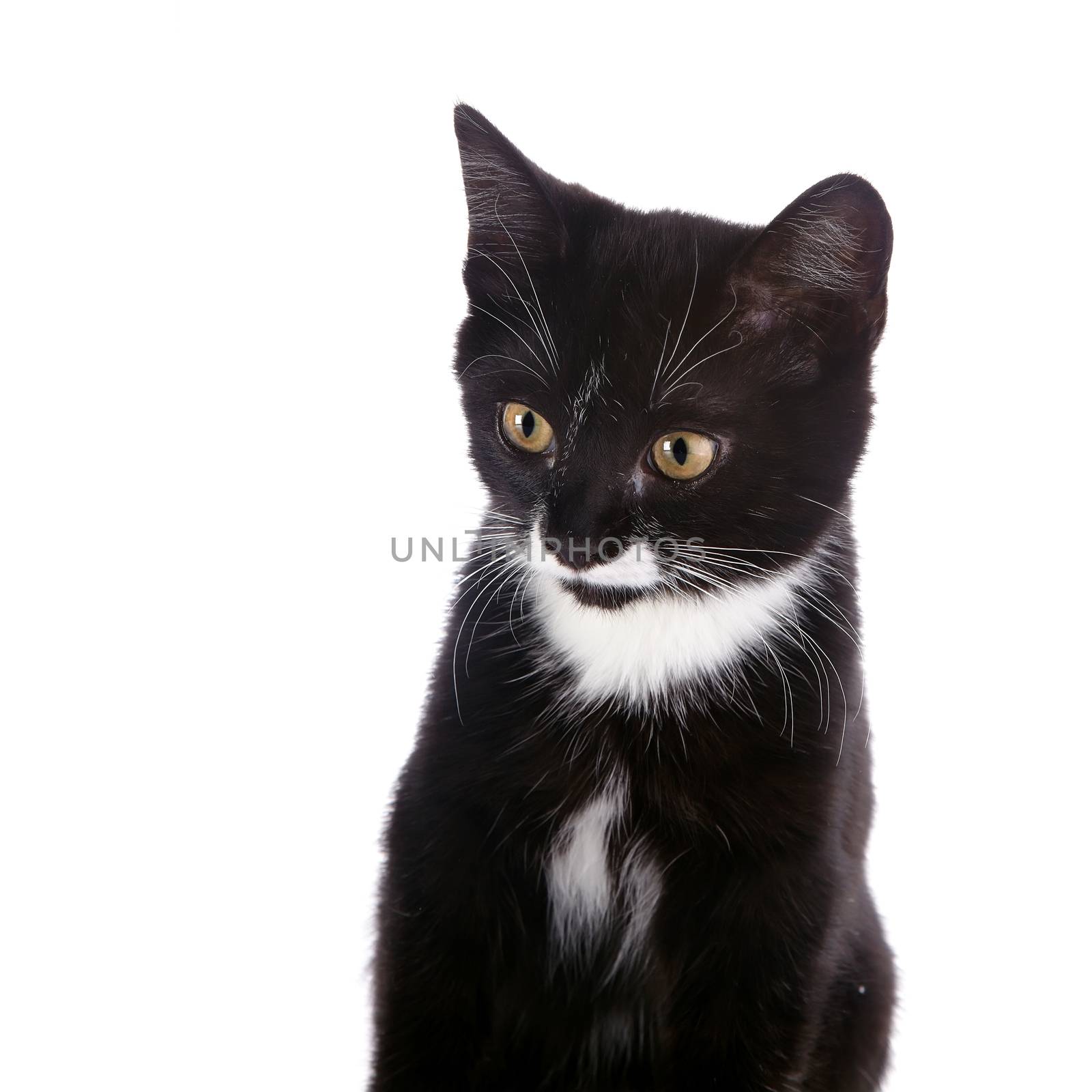 Portrait of a black and white kitten. by Azaliya