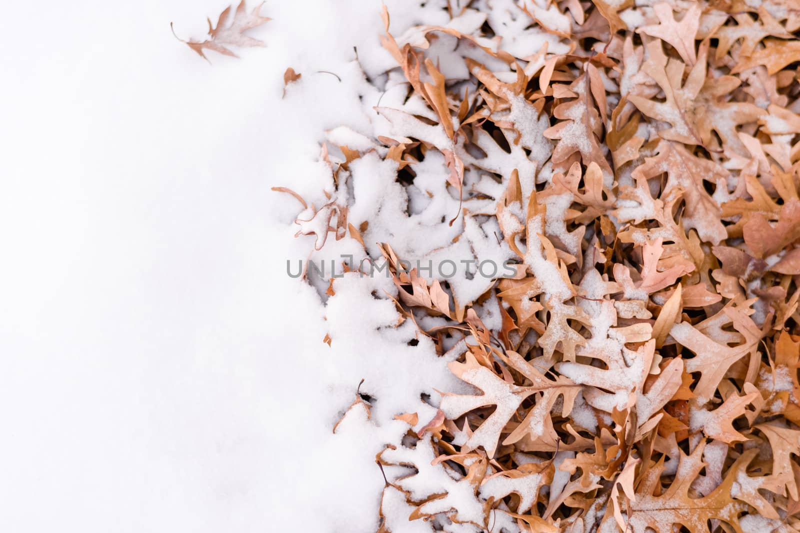 Fallen leafs and snow during winter time by IVYPHOTOS