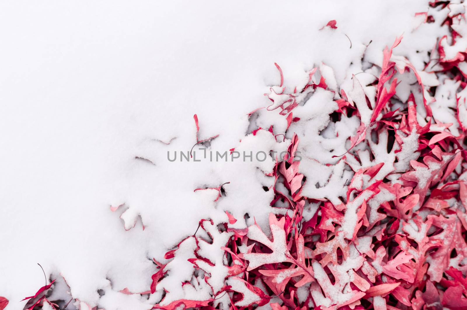 Unique view of fallen red leafs and snow side by side during winter time