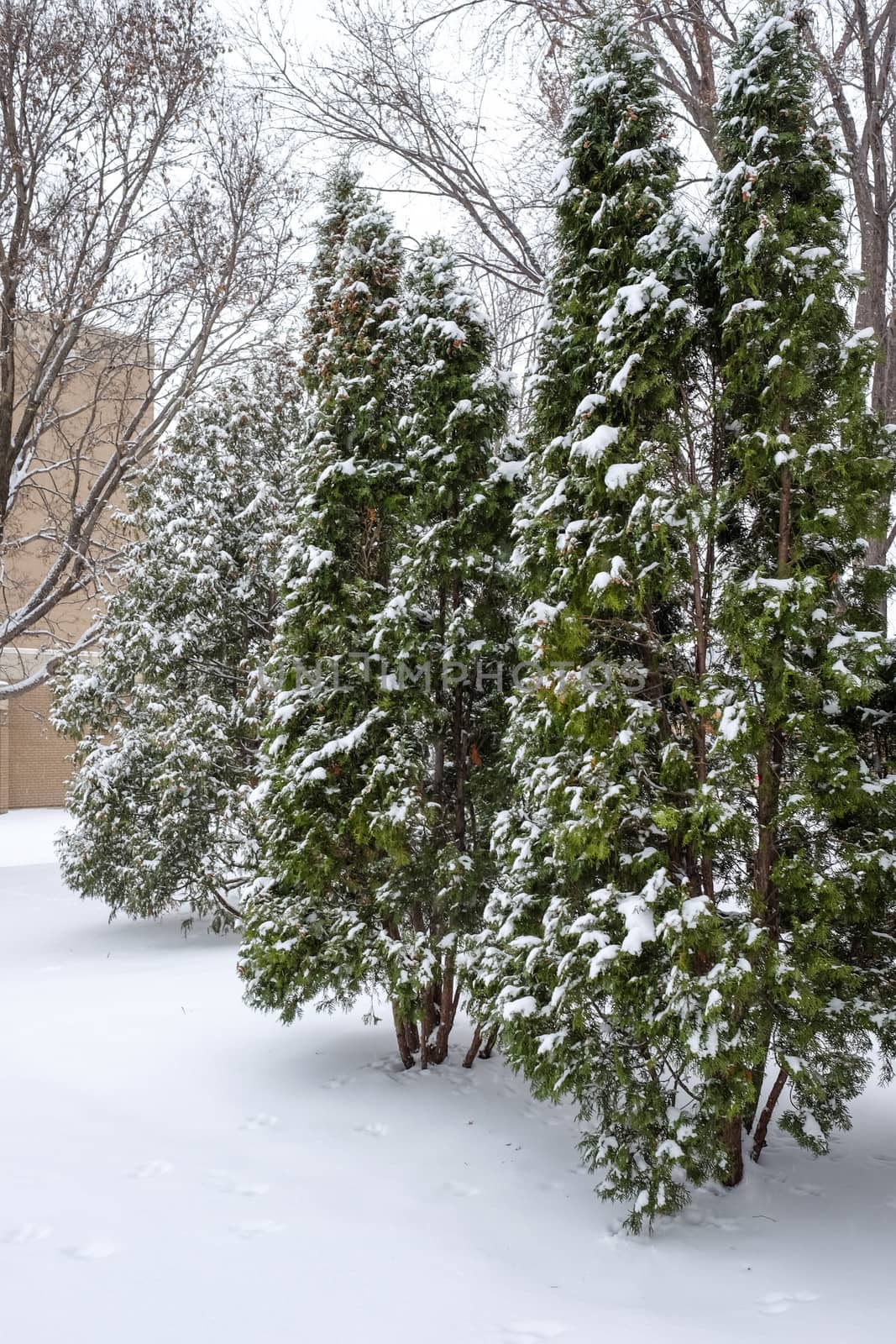 Heavy snow fall on a group of Christmas pine trees