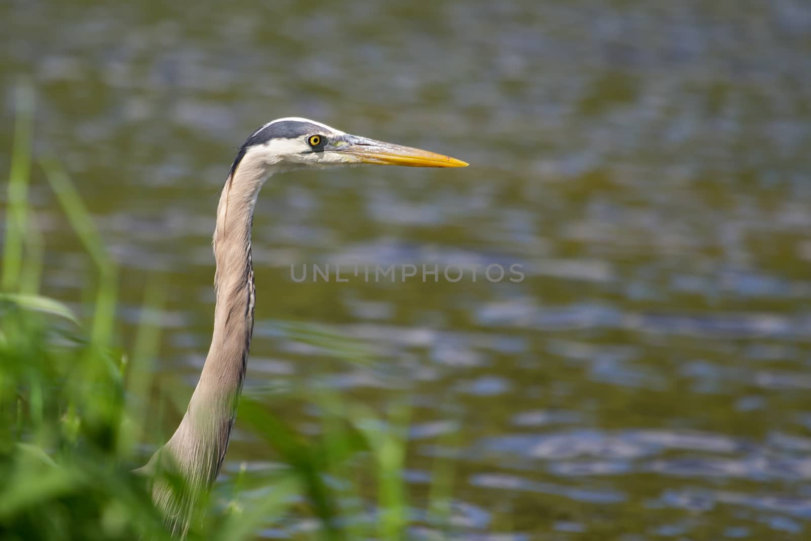 Great Blue Heron fishing in a pond