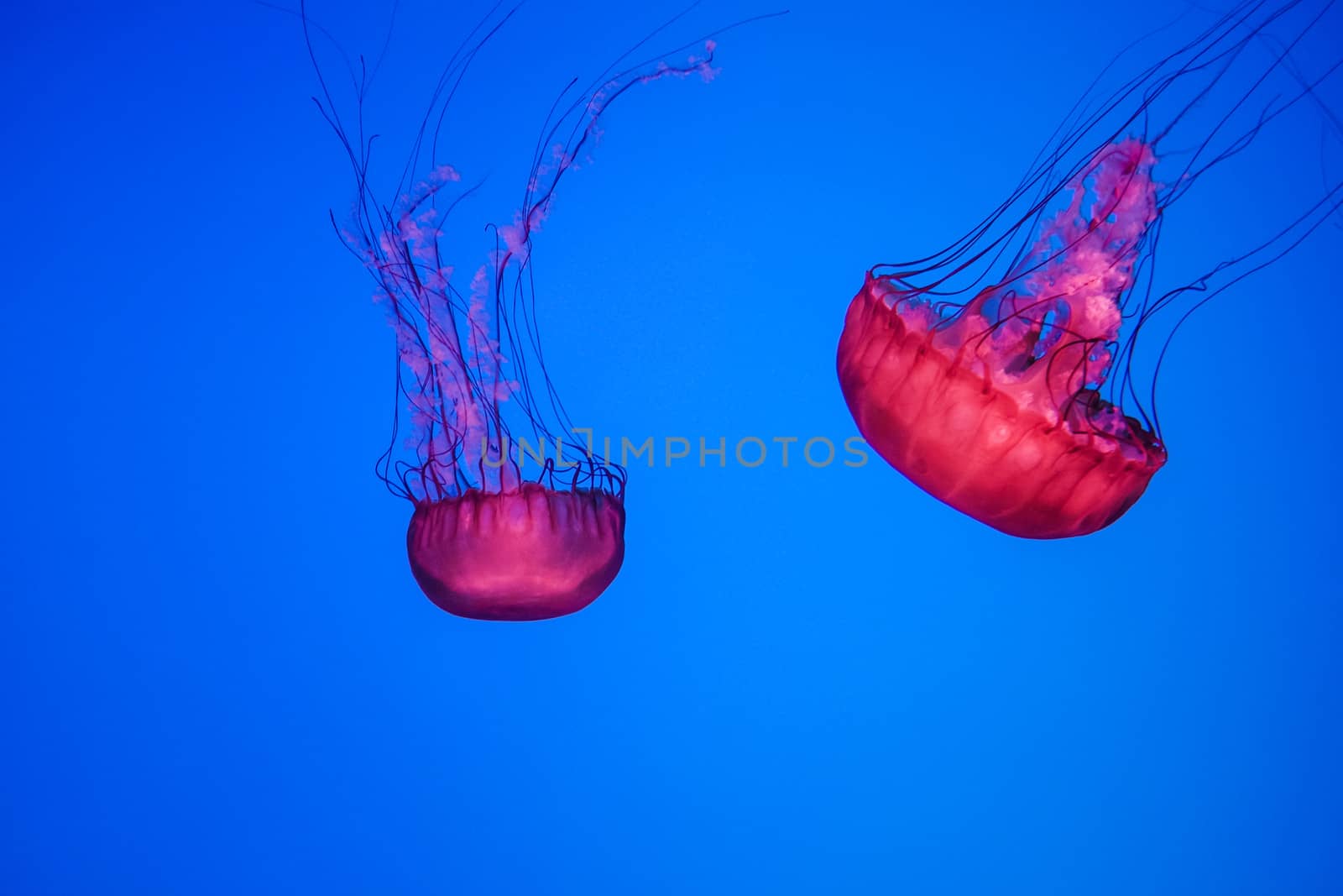 Jelly fish swimming in water by IVYPHOTOS