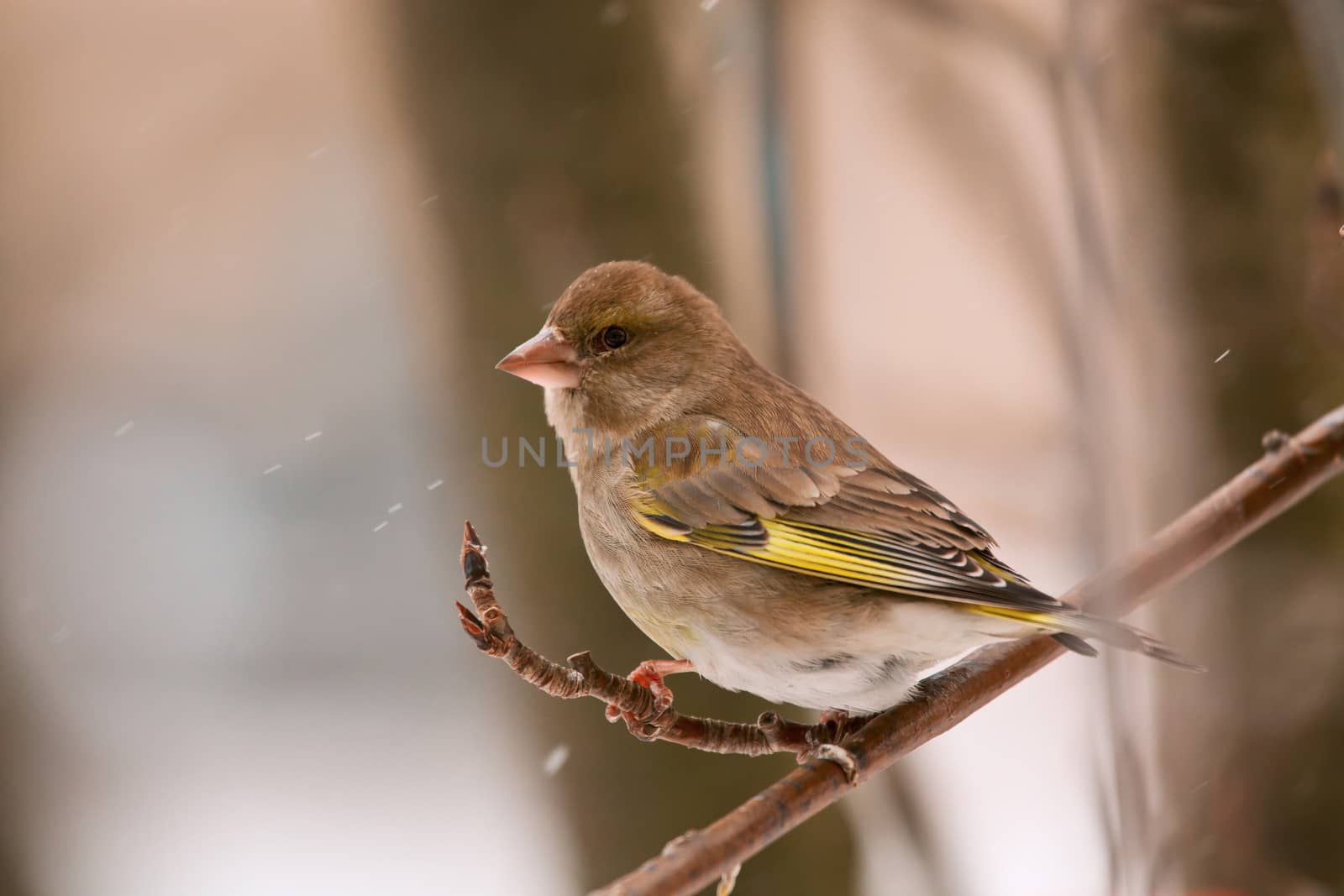 The greenfinch sits on a mountain ash branch in rainy winter day
