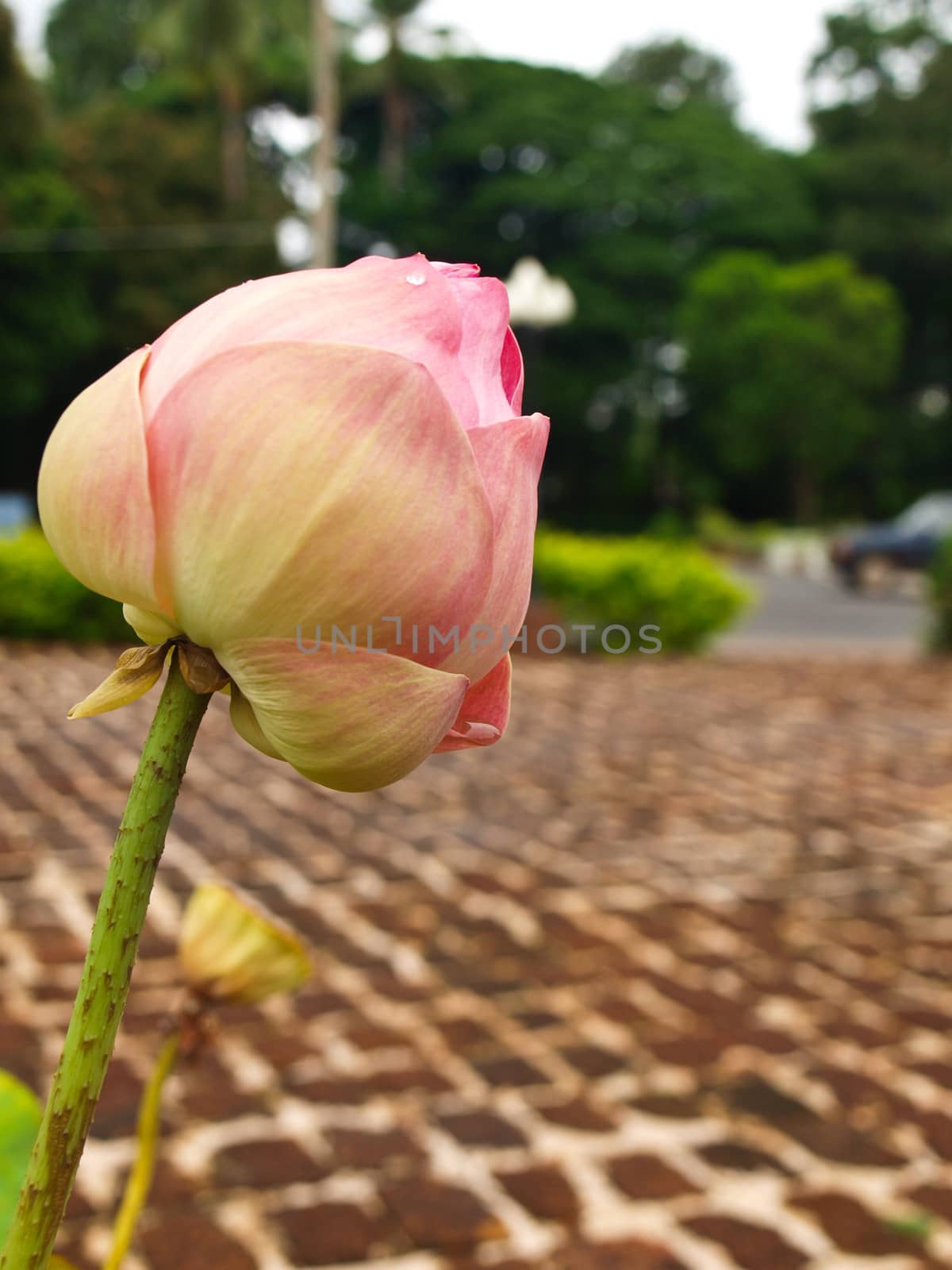 A pink lotus flower bud in nature