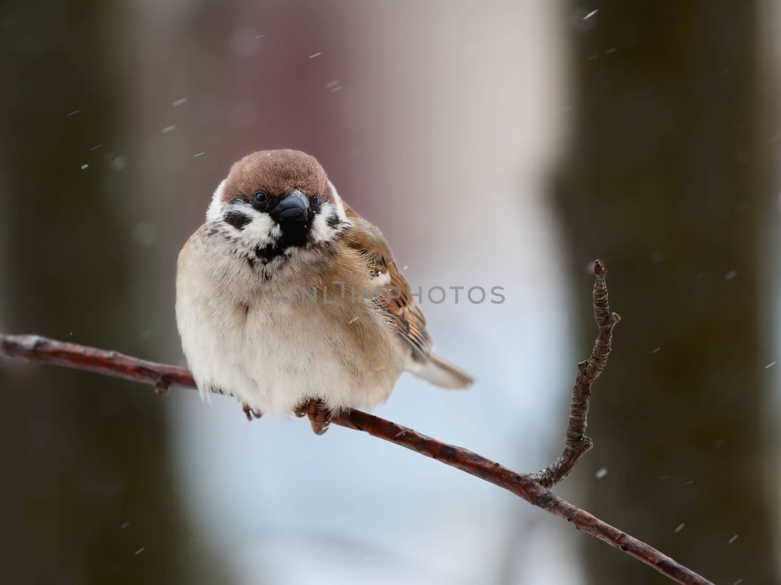 The bird a sparrow sits on a mountain ash branch