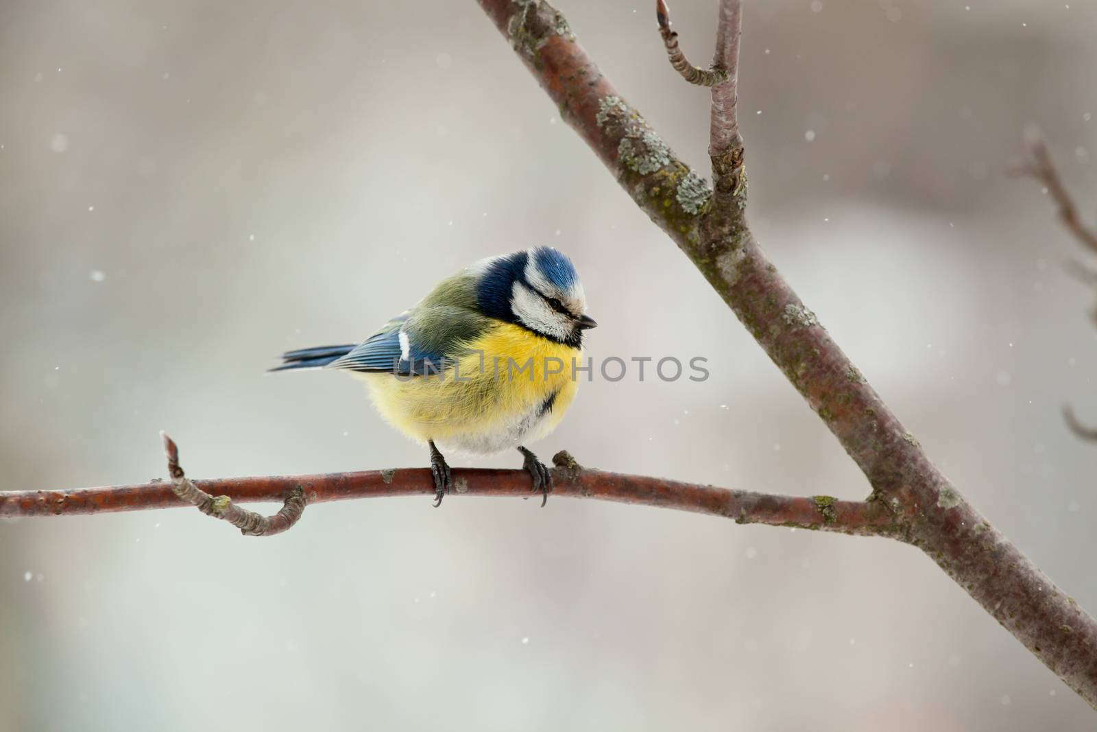 The blue titmouse sits on a mountain ash branch