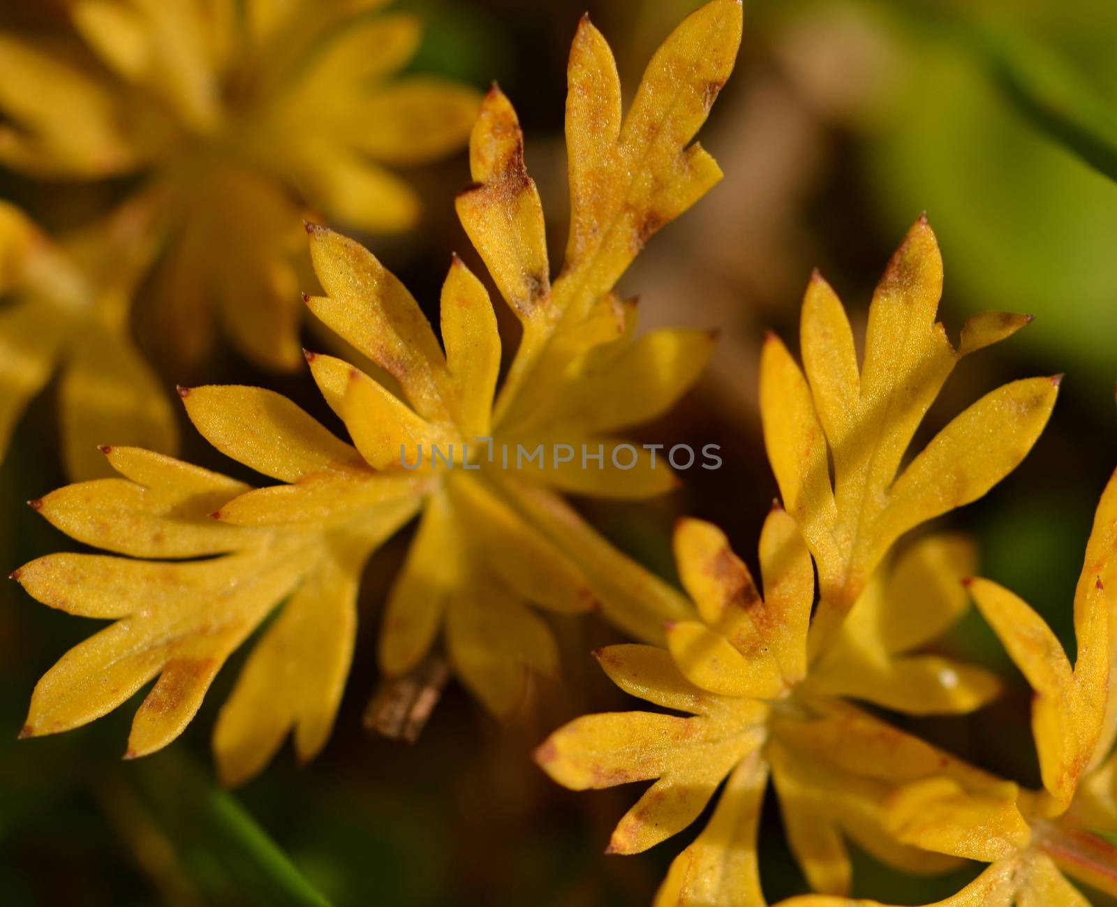 autumn background with yellow leaf tip of many herbs