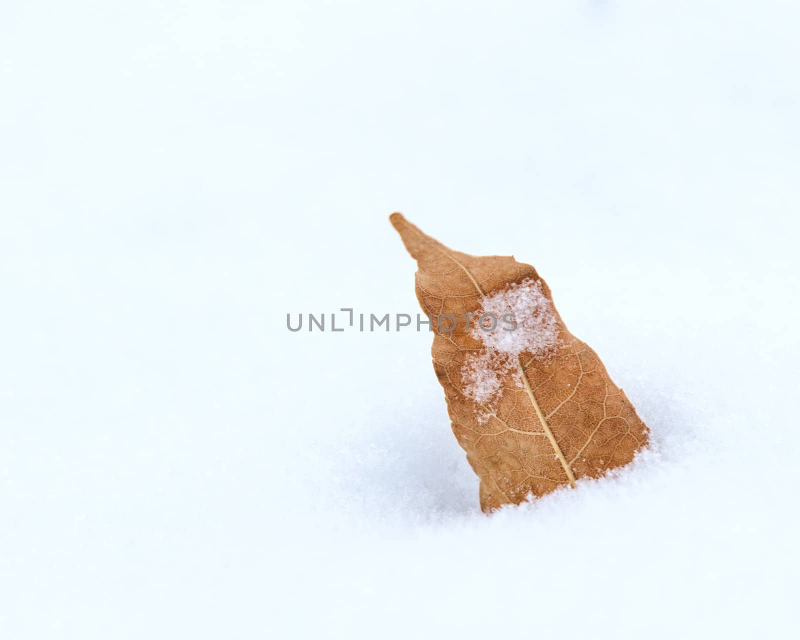 Single leaf isolated against a white background of snow