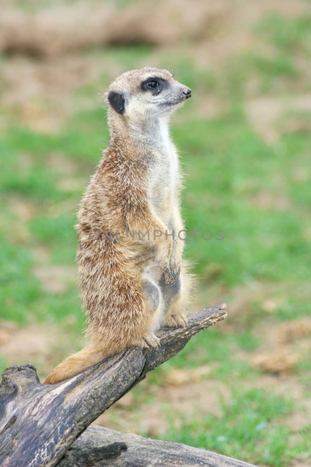 Meerkat (Suricata suricatta) sitting attentively on a branch