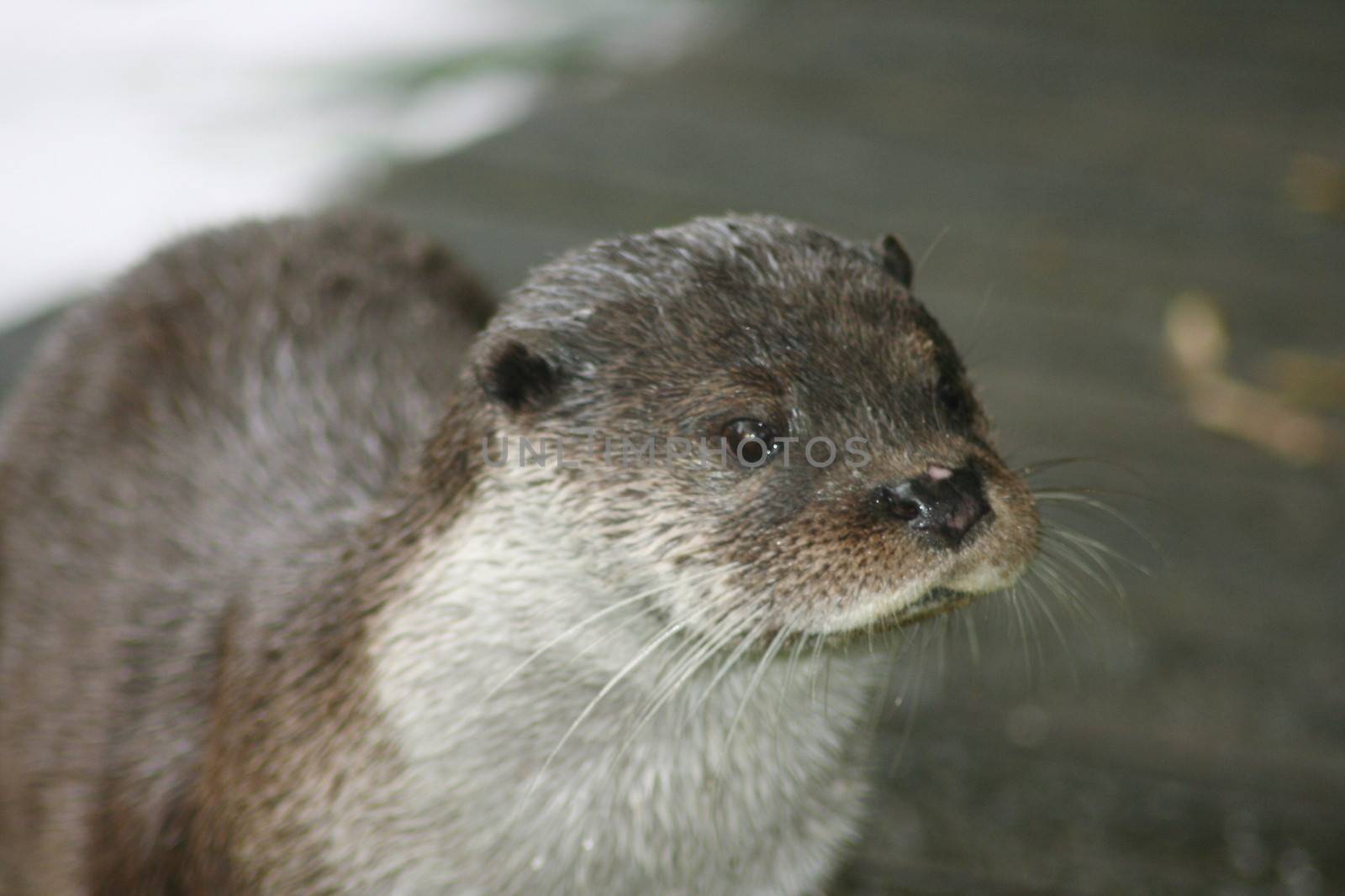 a portrait shot of a river otter