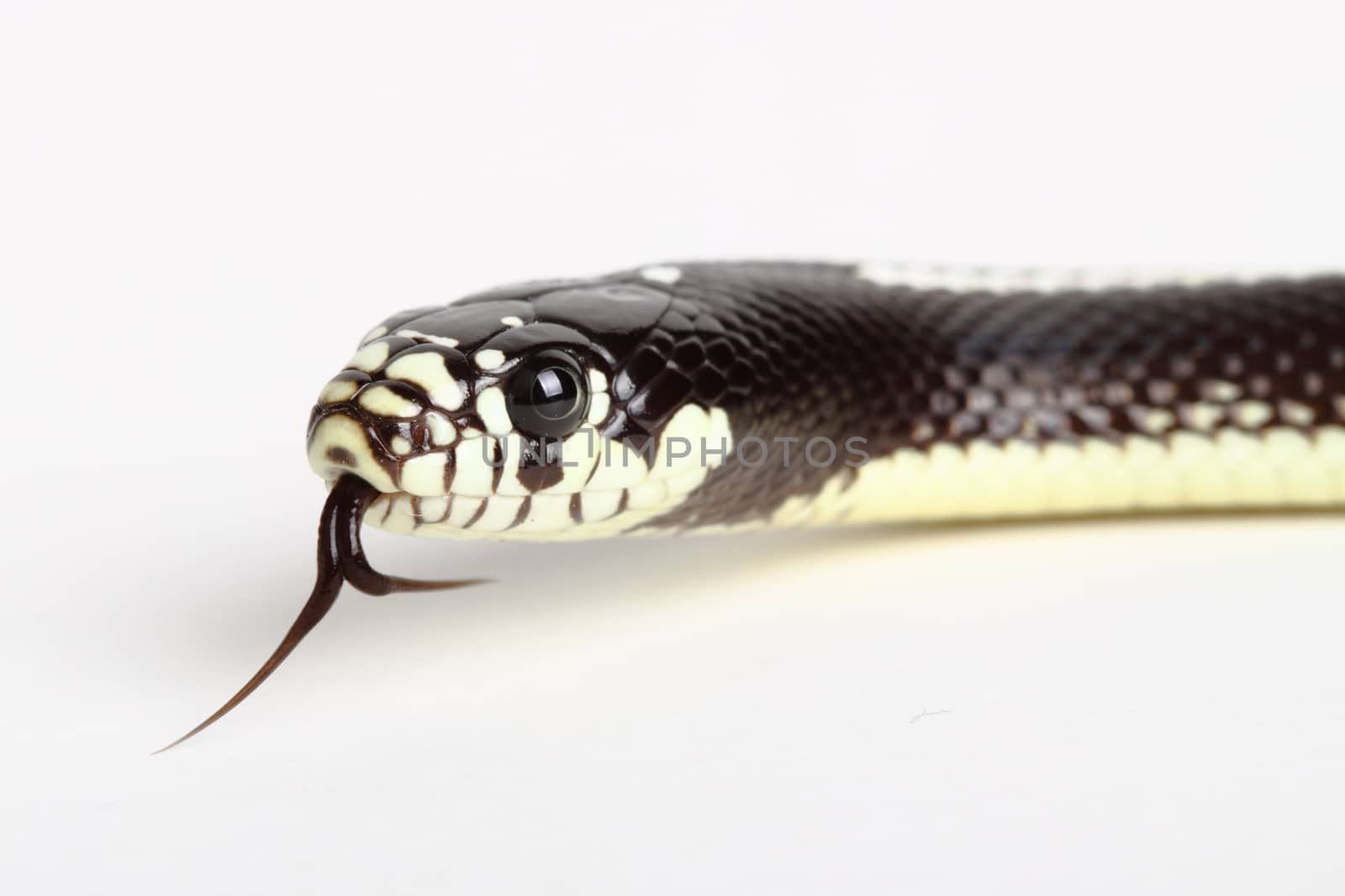 picture of a beautiful california desert snake