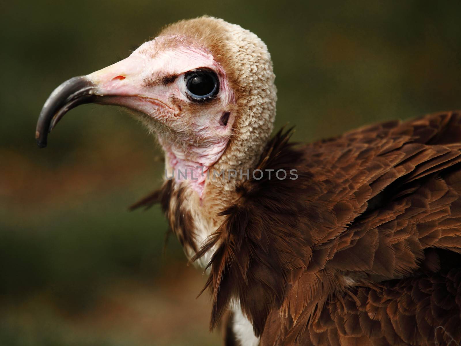 ugly vulture by erllre