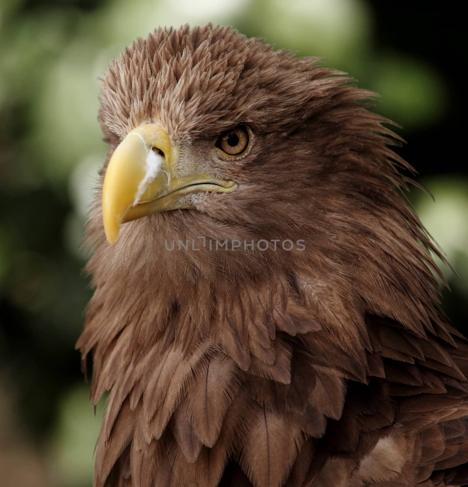 portrait of an european eagle