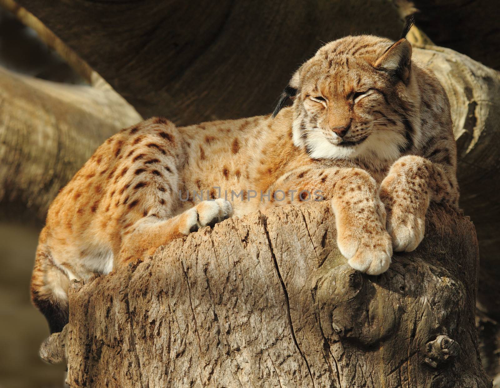 a beautiful lynx resting on a tree